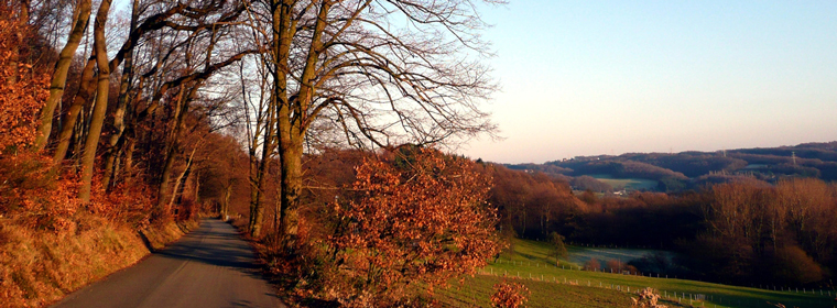 Foto des Waldweges