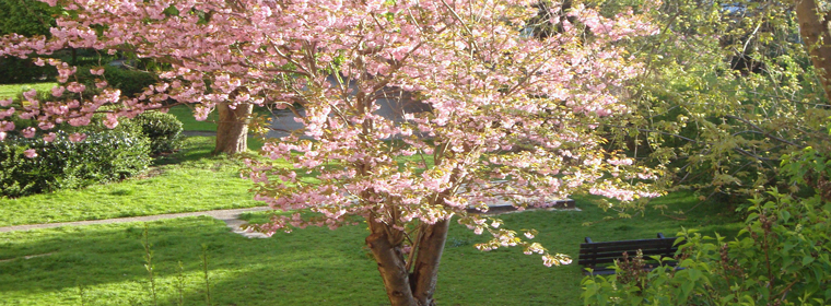 Foto des blühenden Kirschbaumes